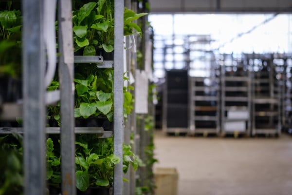John Pronk Transport CC-containers met planten