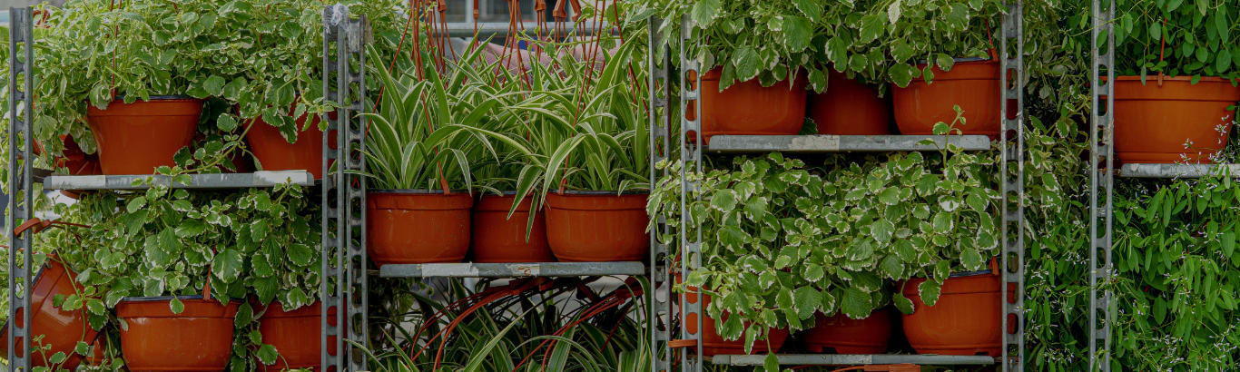 Illustrative photo showing a close-up of potted plants on cc containers