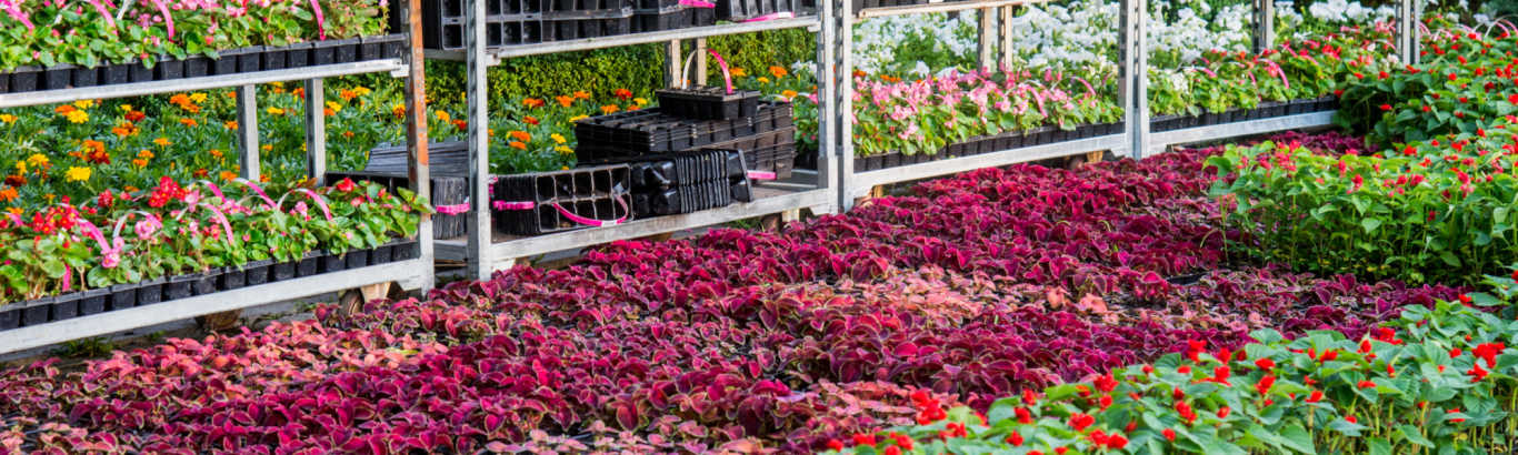 Many colourful plants on and next to cc trolleys